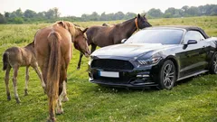 En intressant fakta om varför motoreffekt mäts i hästkrafter