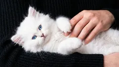 10 anledningar till varför du borde skaffa en katt