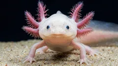 Axolotl i akvarium: Intressanta fakta och en komplett skötselguide för nybörjare