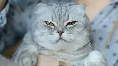 6 oväntade saker som verkligen kan irritera din katt