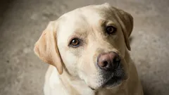 7 av de snällaste hundraserna: vilka veterinärer rekommenderar för familjer med barn och för nybörjare