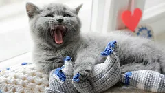 Varför din katt går runt hemma och jamar: Vad försöker den säga dig?