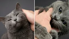 Varför en katt först är snäll och vänlig, men sedan plötsligt biter: intressanta fakta om fenomenet