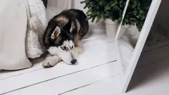 Varför hundar inte känner igen sig själva i spegeln – och vad det säger om deras intelligens