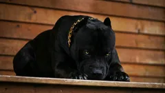 De sex modigaste hundraserna som blir trogna följeslagare