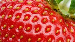 Få vet: vad de pyttesmå fröna på jordgubbar heter och vad de är till för
